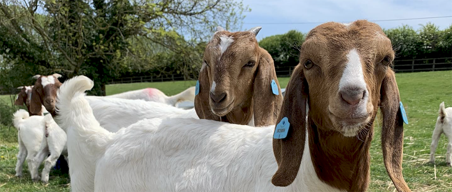 Goat Tags